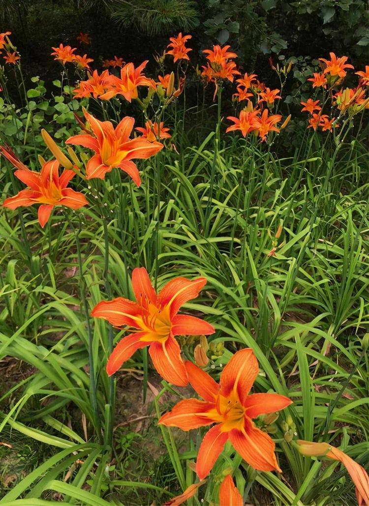 原创野外的萱草极美不怕冻开花美现在养时间正好越长越旺