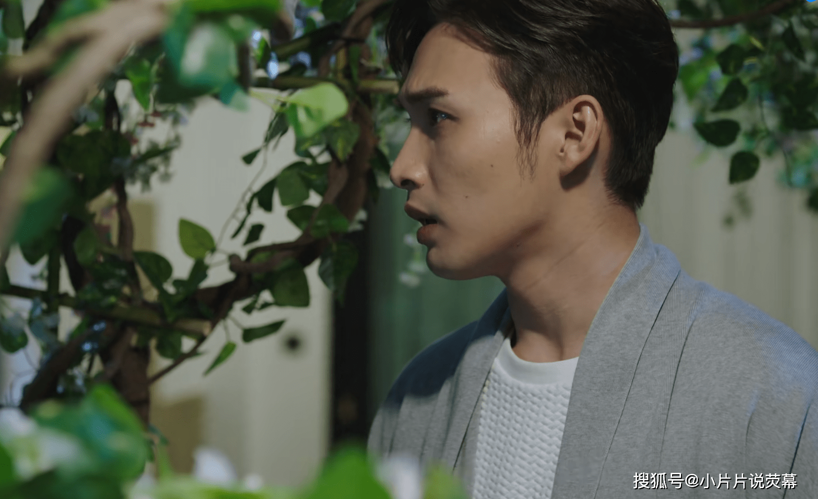 司藤秦放不是白英的后人他是白英死后用精血孕育出来的树