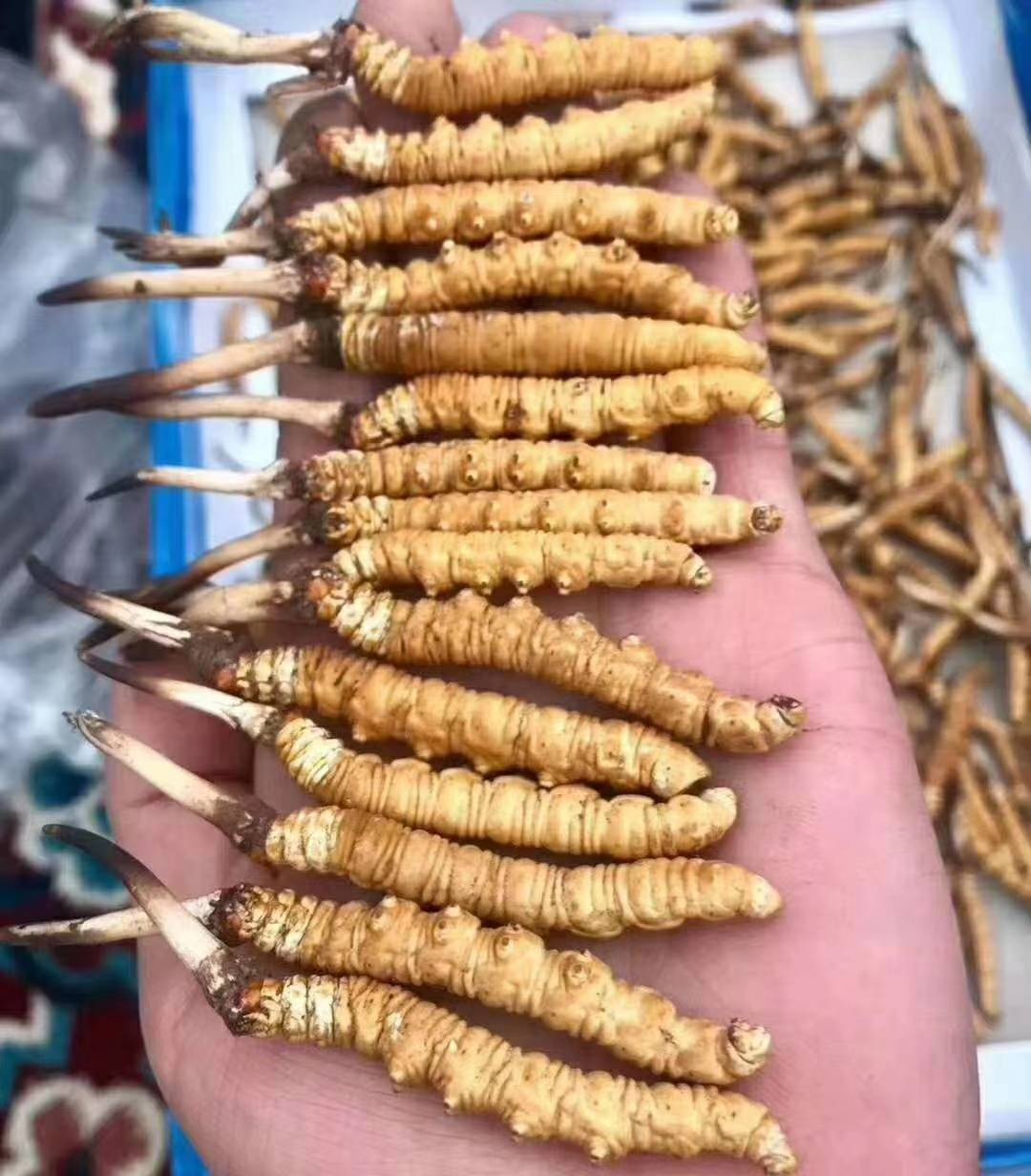 新鲜的冬虫夏草即将上市朋友们是否已经准备好迎接这波冬虫夏草的浪潮