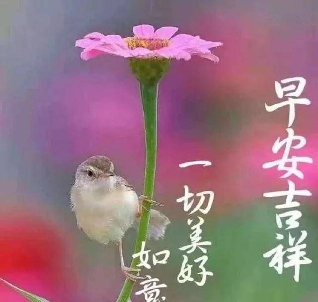 暖心早安问候祝福语美图,最美早晨好问候朋友图片带字