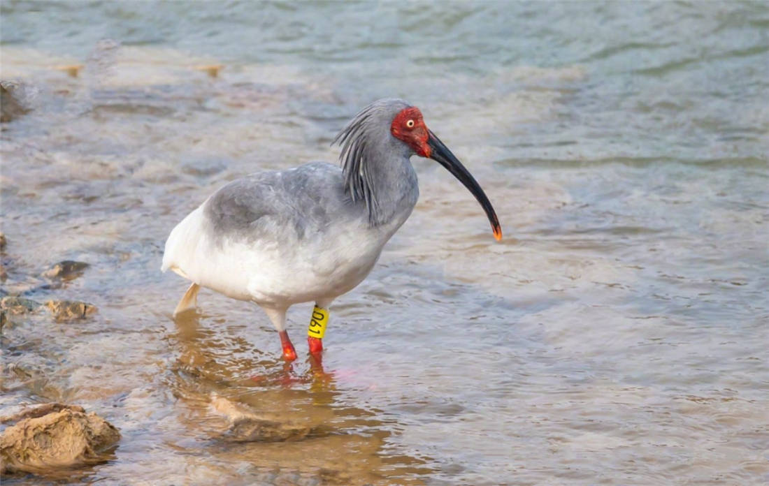 延安首次发现一只朱鹮正在葫芦河边觅食会看风水用树枝作定情信物