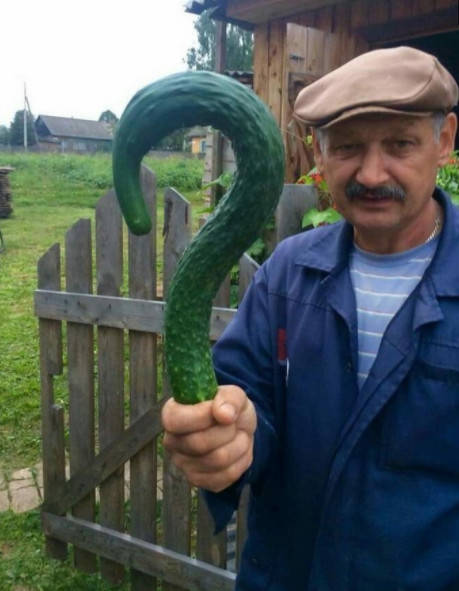 这是个带着疑问来到这人世间的黄瓜