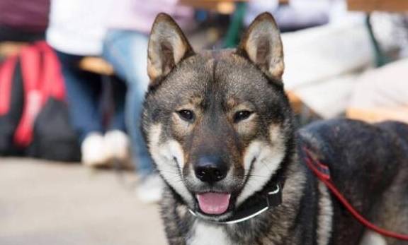 四国犬和狼一样酷 属历史遗迹的犬种 不知的还以为是柴犬的祖先 训练