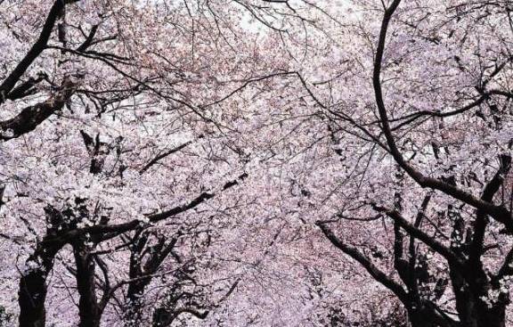 中国式赏花：爬上樱花树、制造樱花雨，网友：请别再自私了！