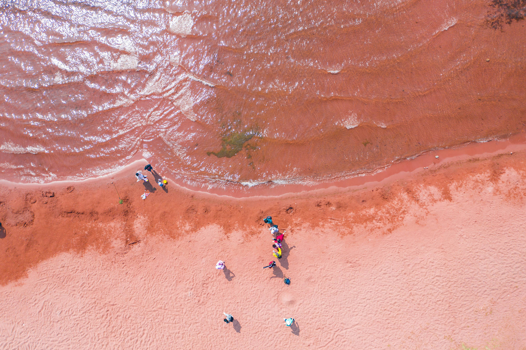 巴哈马🇧🇸闻名全球的粉色沙滩（Pink Sands Beach）位于加勒比|加勒比|巴哈马|哈勃_新浪新闻