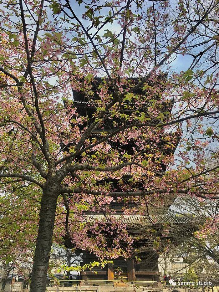 疫情下的京都：在日华人独自孤芳自赏初开的樱花