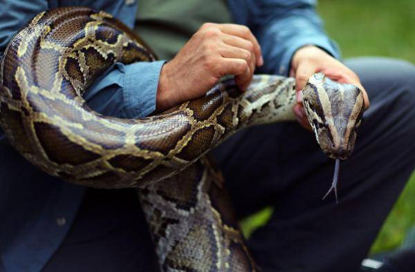 蛇是哪一年列为国家保护动物的 953842668458444fa8ed412b1ed41426.jpeg