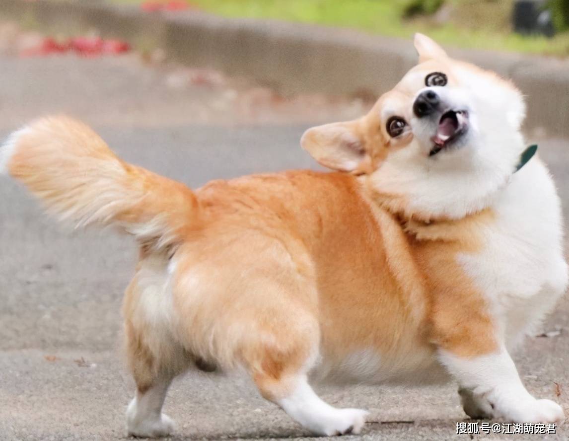 如何正确饲养柯基 9a5b0ef2dd624d5f86a197ec6c8d317d.jpeg