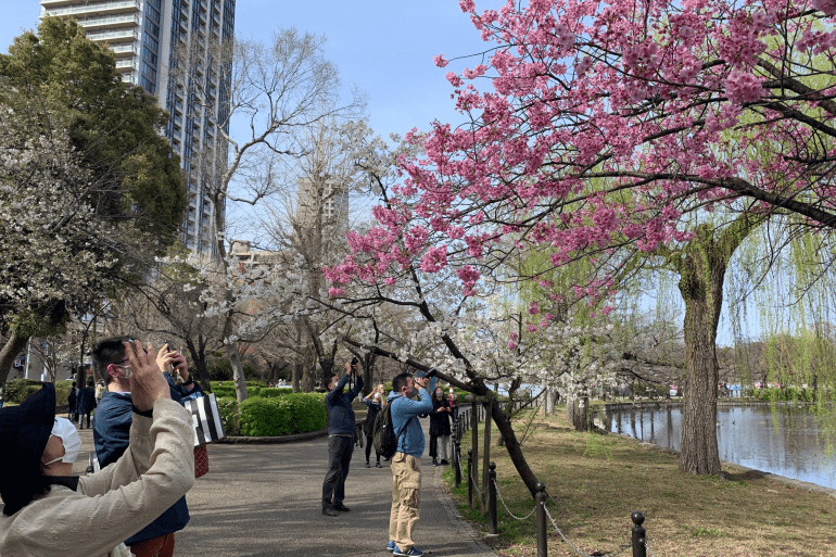 又到樱花季，日本官方建议取消派对，有公园设立路障，还有公园推出线上赏樱