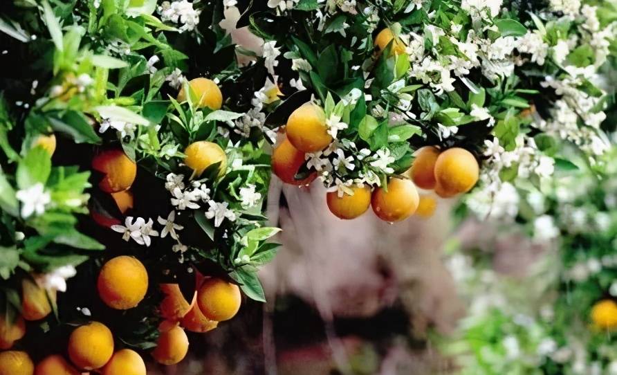 黄果柑花果同树图片