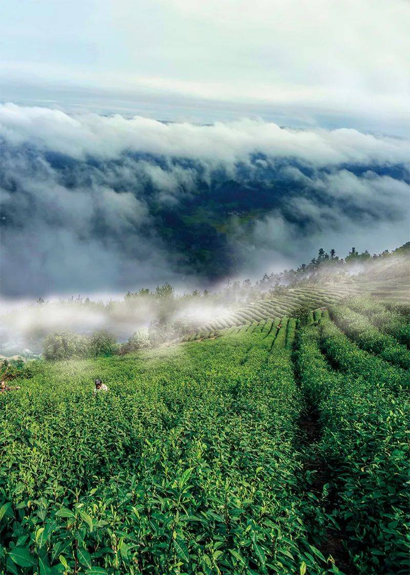 坐拥4000余亩茶山，荣获第五届金瓦奖，山城的斯里兰卡火了！