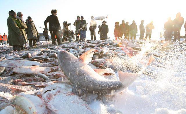 查干湖里的鱼，一网可以捕捞30万斤，为何永远捞不完？
