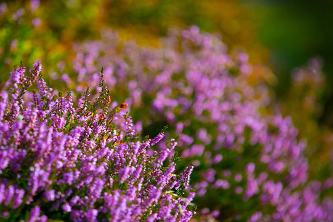 石楠花花语 石楠花花语和石楠花文化来袭 花白色