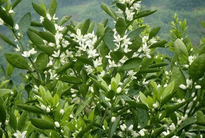 柑橘花期病狀的一些管理要點