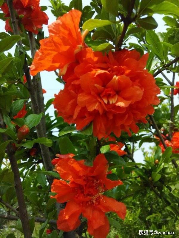 1/ 12 花开如牡丹,结实仍石榴