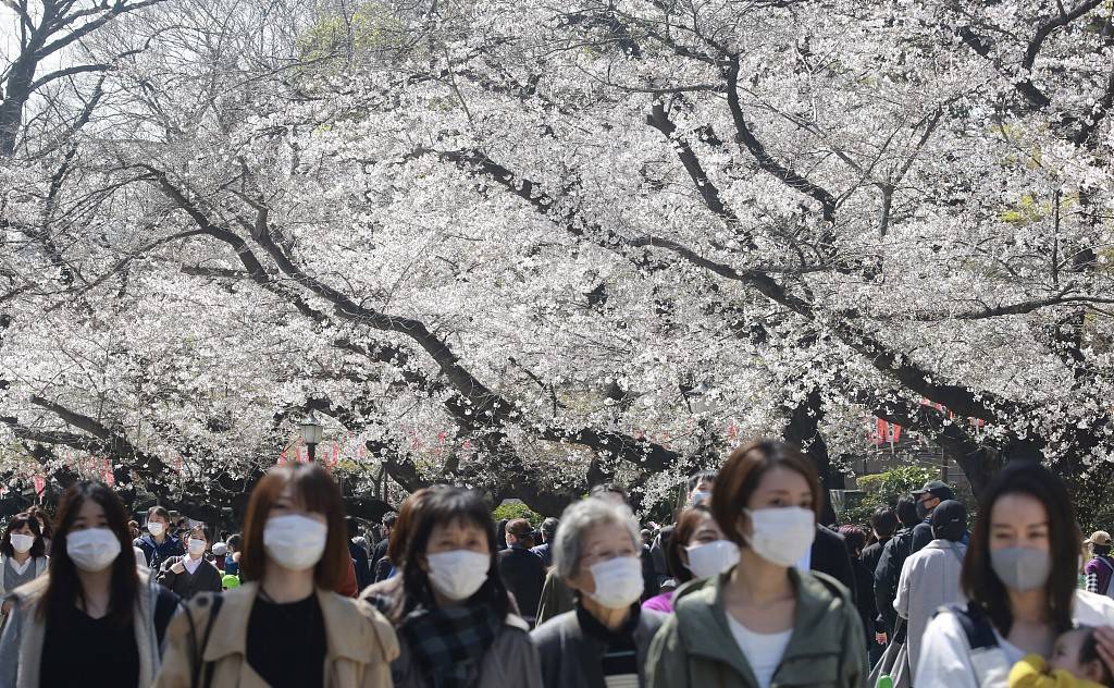 日本东京迎来樱花盛花期 赏花游客人山人海