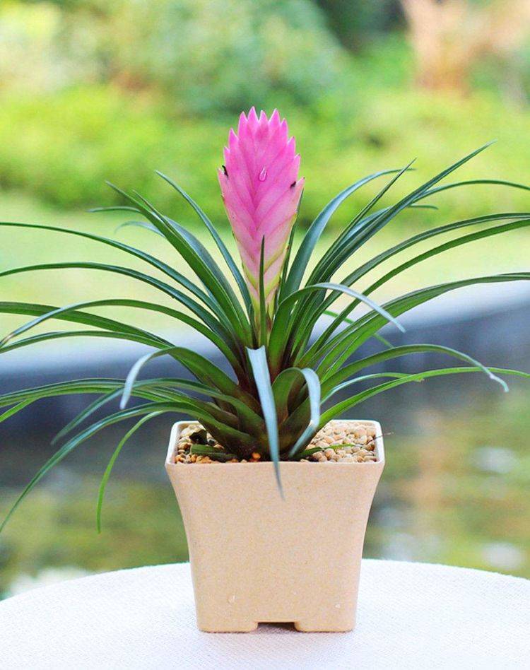 谁说这3种花不入流了 大半年的时间都在开花 还不赶紧入手一盆 种植