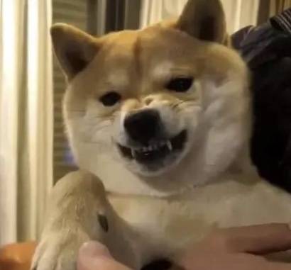 柴犬一摸頭就溫順，一摸它爪子就炸毛，難道是有什麼神秘開關？ 萌趣萌寵 第2张