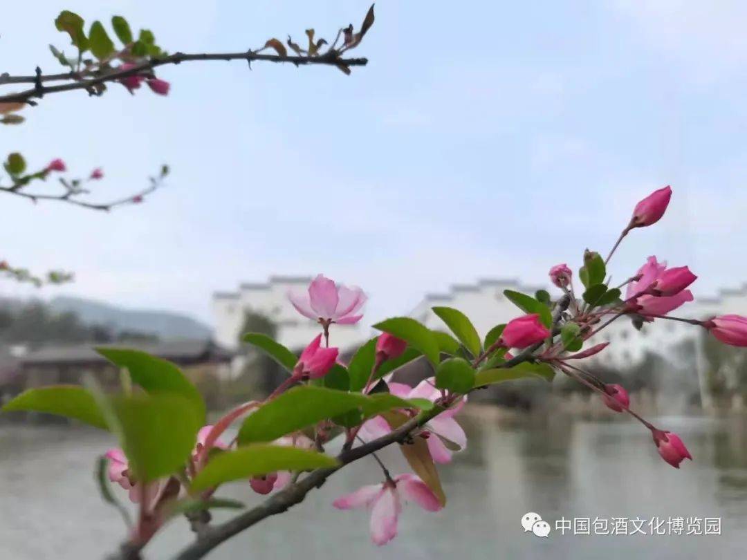 春天之美 | 花月来临，浦城印象小密春色满园关不