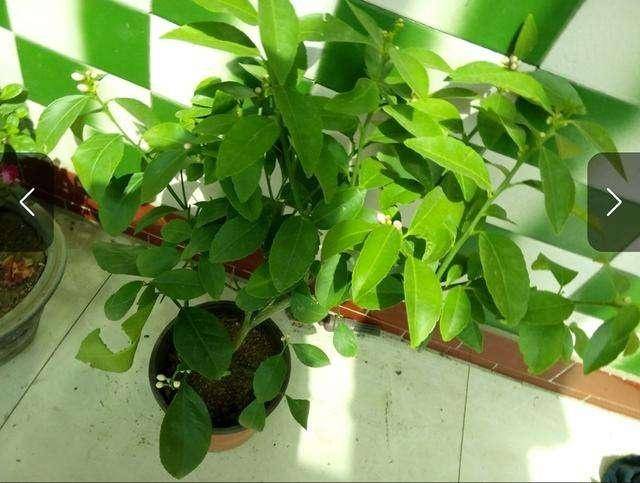 龟背竹怎么养才能开花结果 df0a18292eb745b7a896d047427f3195.jpeg