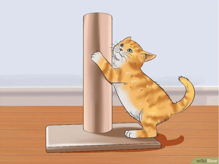 如何训练猫咪？用响板训练猫咪的方法