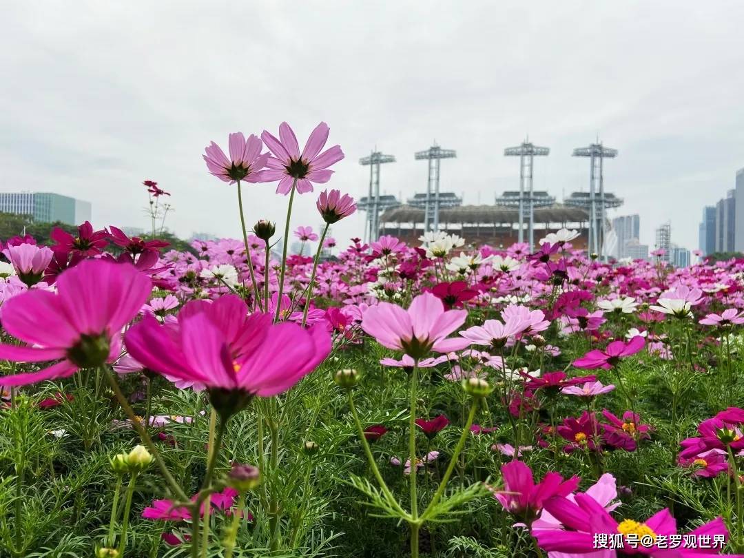 广州海心沙一大片花海来袭我准备好丝巾了