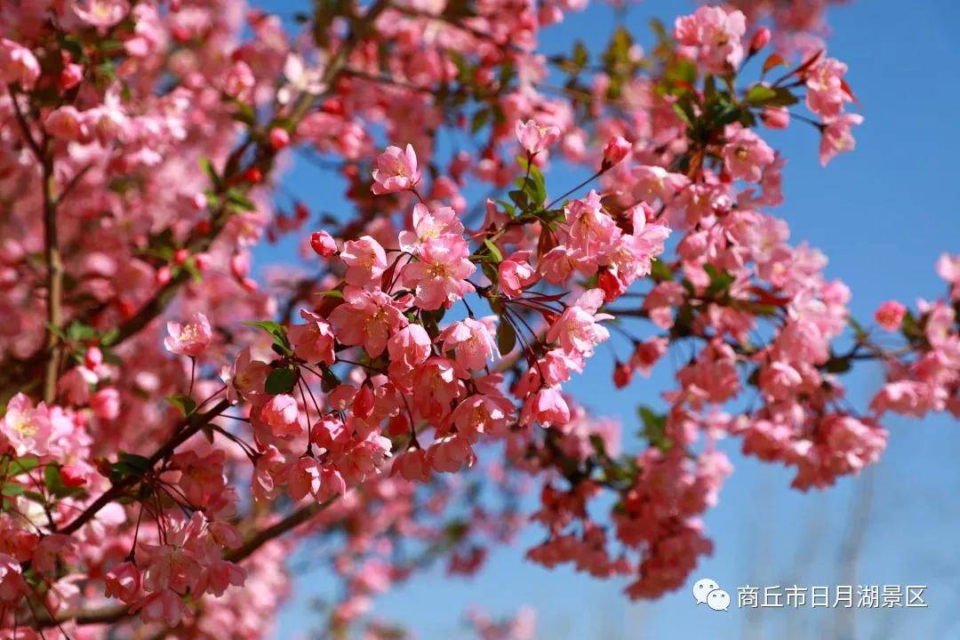 商丘市日月湖景区：海棠花开正当时