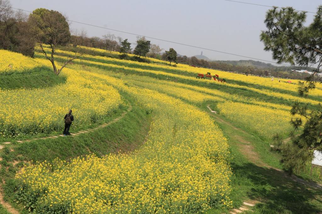 南京高淳的油菜花海简直美爆了