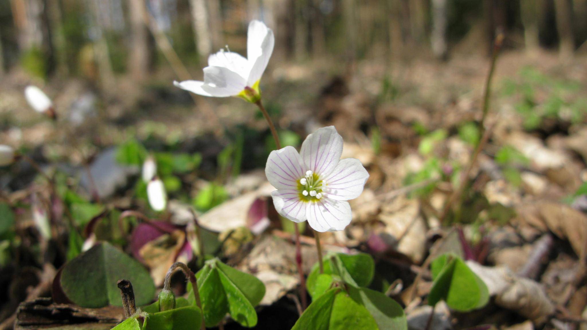 3月25日星座运势披荆斩棘 迎难而上的四大星座 对方
