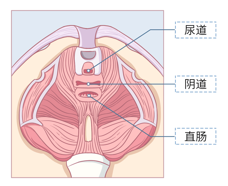 留意一下尿道