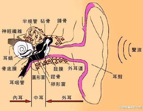 耳姓中国有多少人口_中国有多少单身人口