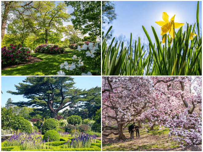 在纽约踏春赏花，怎能少了纽约植物园？