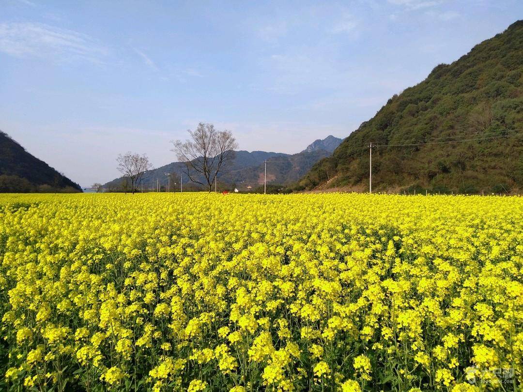 奉化大堰镇油菜花图片