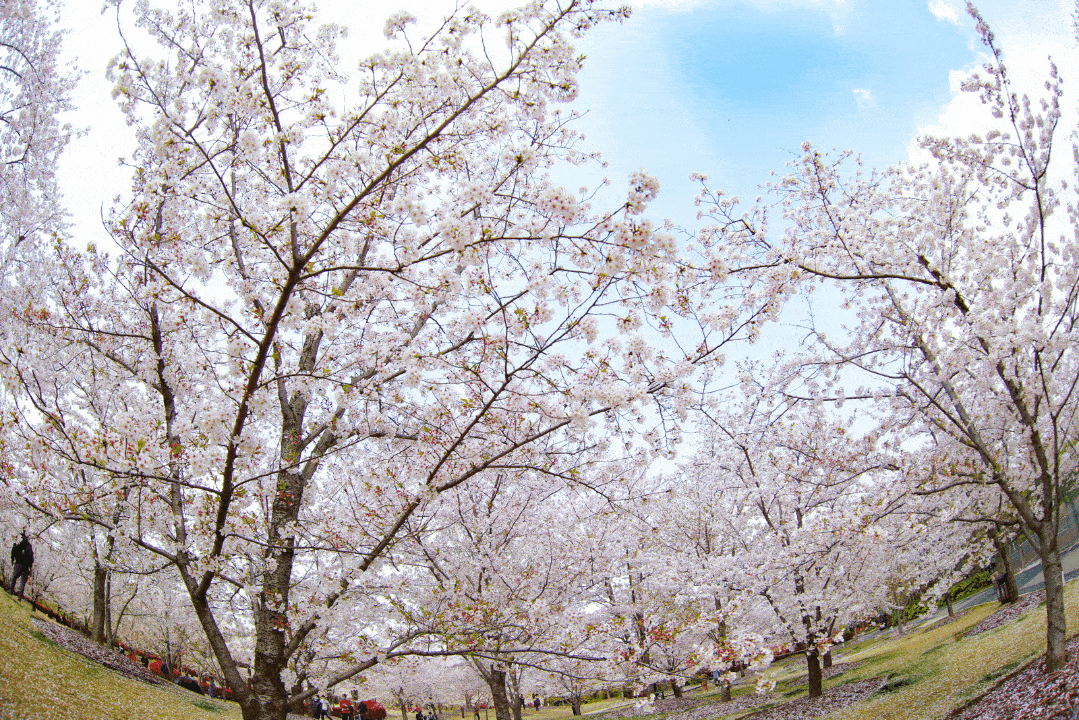 当“3.28文化服务日”遇见“樱花陌上红”，是宝山这个春天里最美的邂逅！
