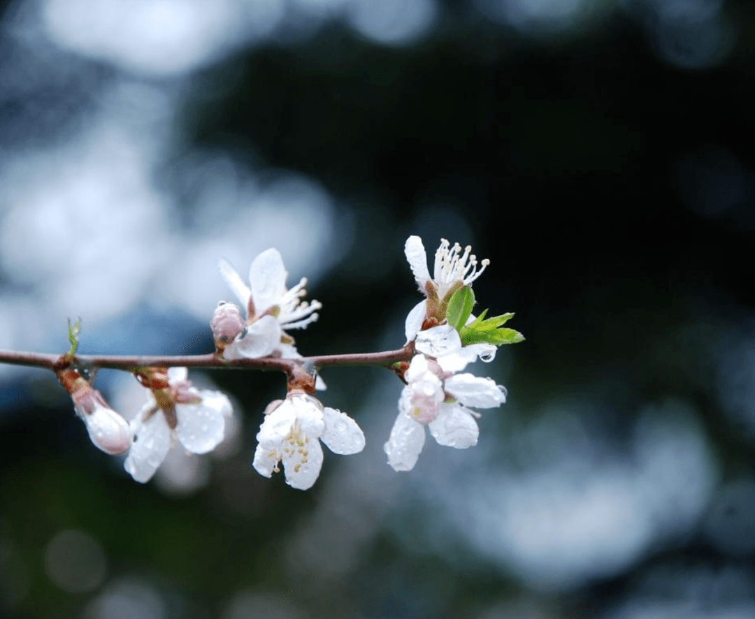 詩詞鑑賞春雨足染就一溪新綠十首春雨的詩詞欣賞一場詩意的春雨