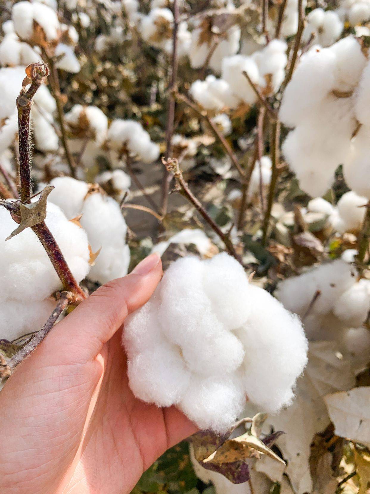 中国长绒棉之乡,感受新疆棉花之美,一起支持新疆棉花吧!