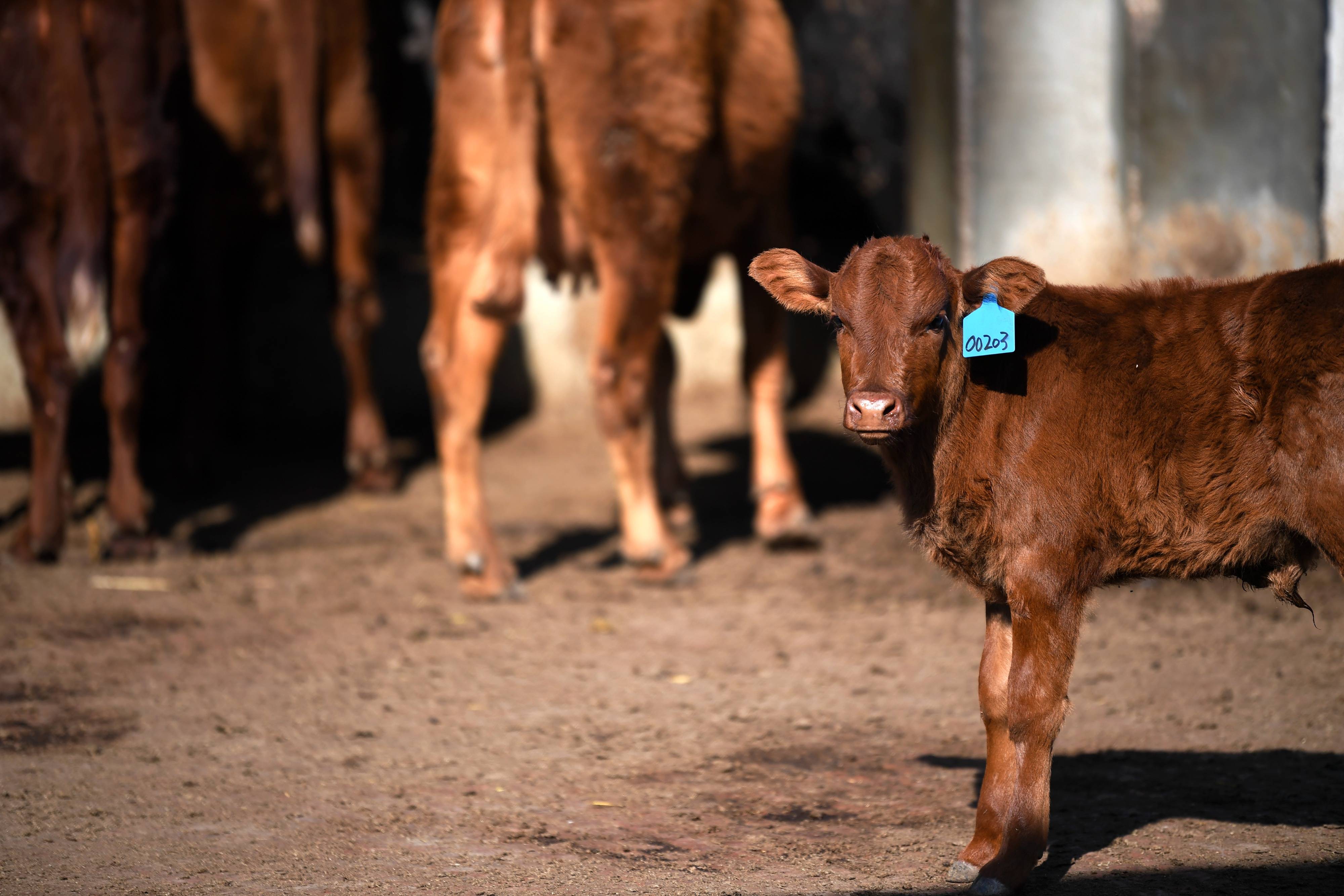 酒糟养牛饲料配方怎么配?_补充
