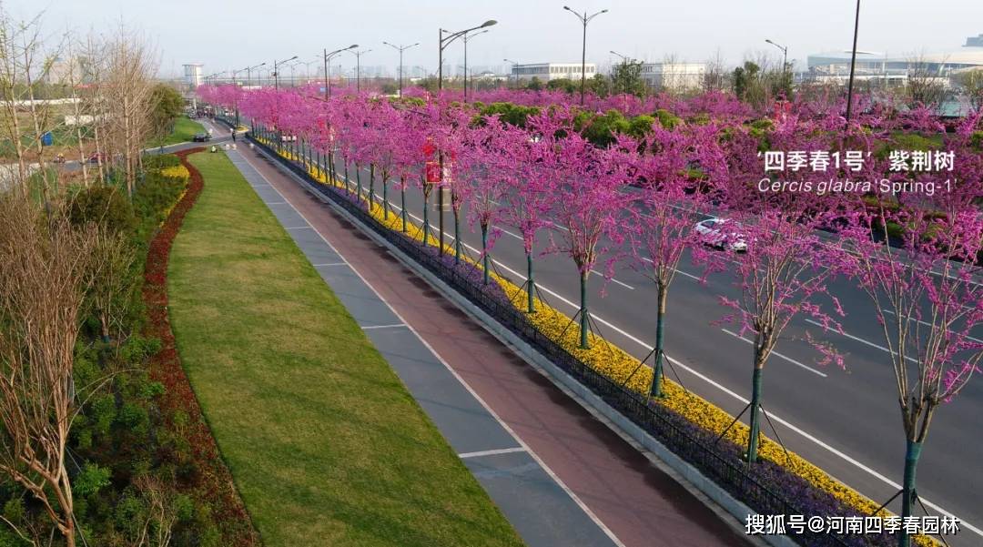 南京浦口大道的‘四季春1号’紫荆树进入盛花期！