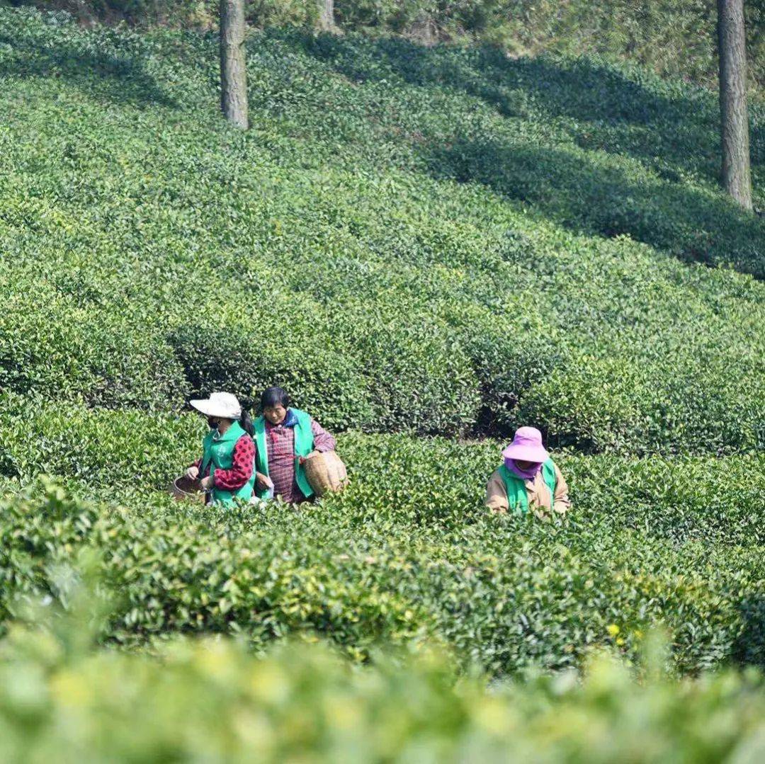 苏州首条精品茶旅线路在镇湖贡山岛发布