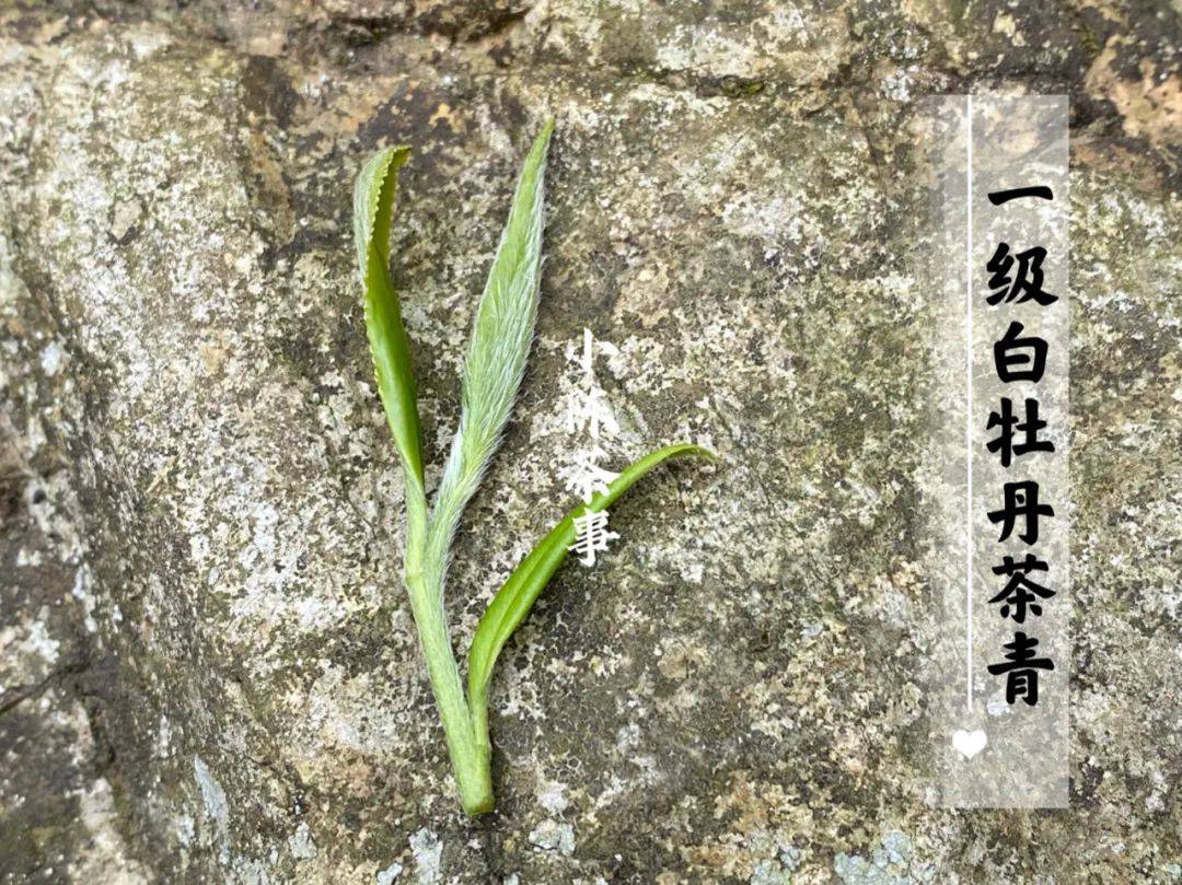 白牡丹的等级之争教你正确区分牡丹王一级二级三级白牡丹