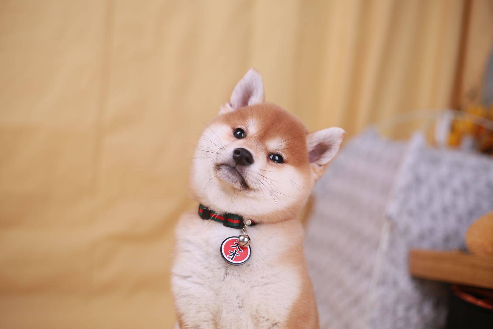 在花鸟市场买柴犬是捡漏还是上当?