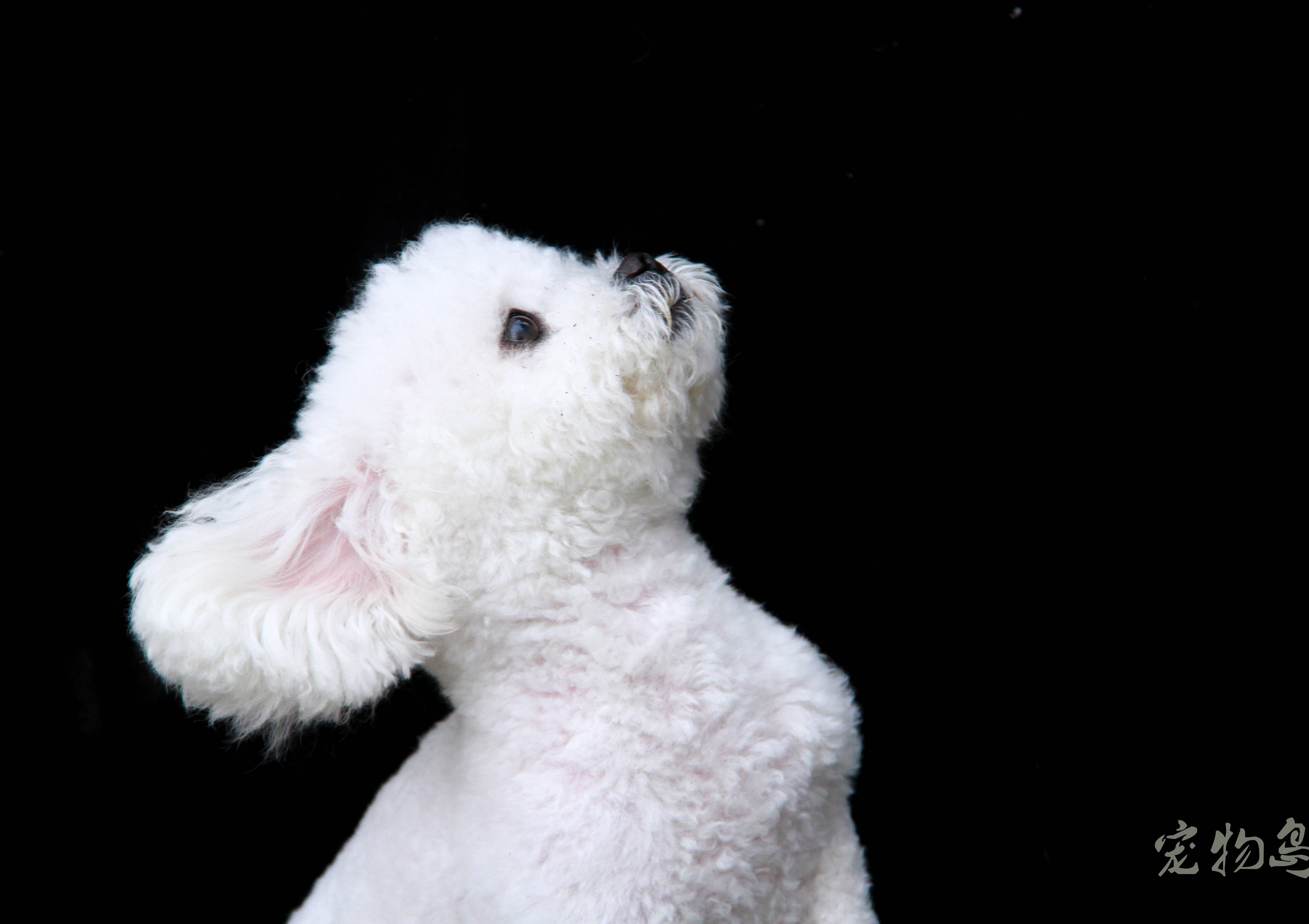 宠物摄影|快来get当下最火的纯色背景大片