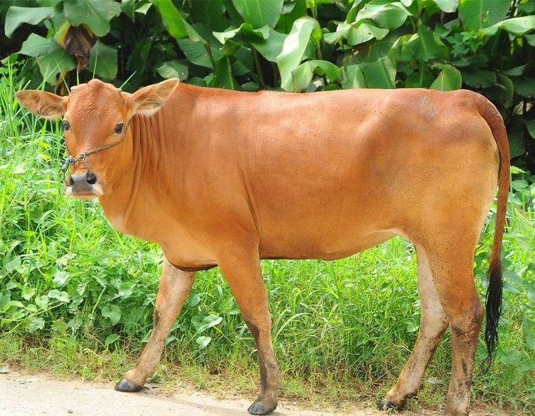 牛牛牛,生肖牛4月不要做3件傻事,会断送自己的财运