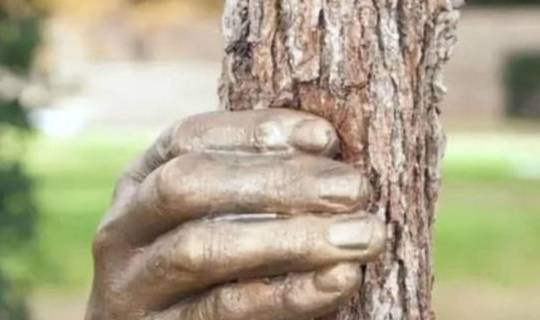 世界上最“厉害”的手，紧握树干50年从未松开过，却饱受争议