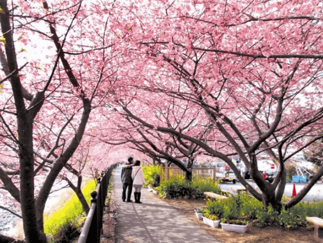 又到了樱花盛开的季节，上海这些地方都美的不像话，你去过吗？
