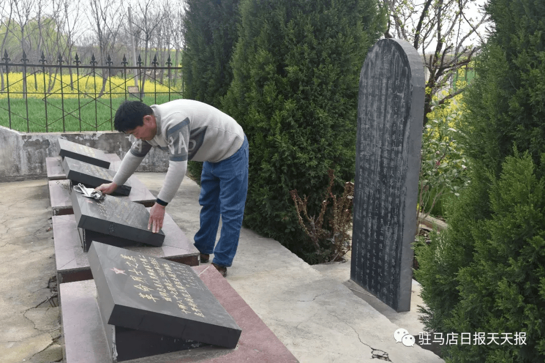 上蔡:参天古柏见证阻击战