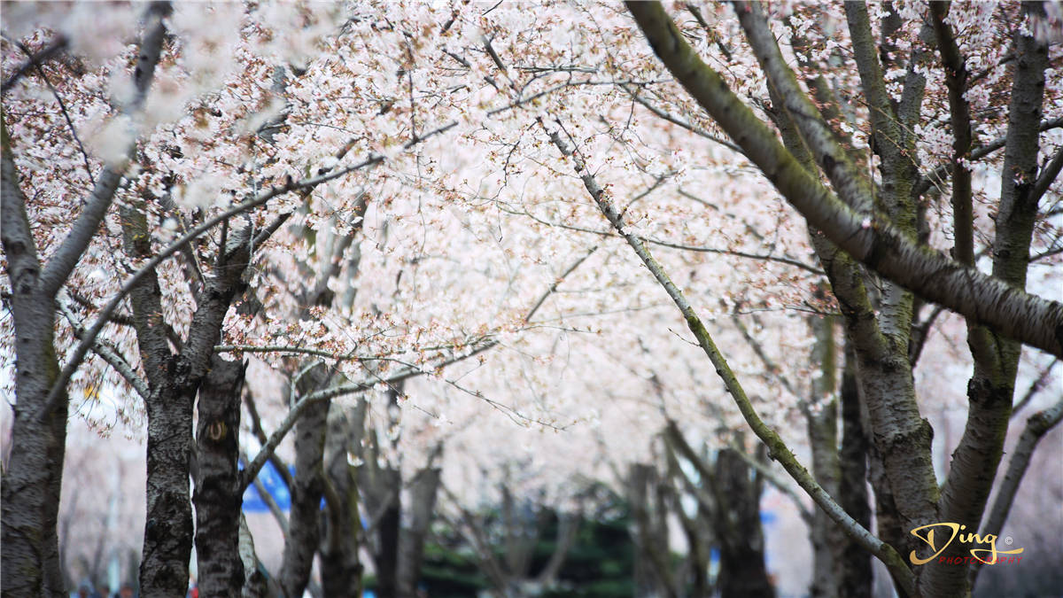 看樱花来扬州，周末开启最美樱花季，鉴真路白如雪成网红打卡地