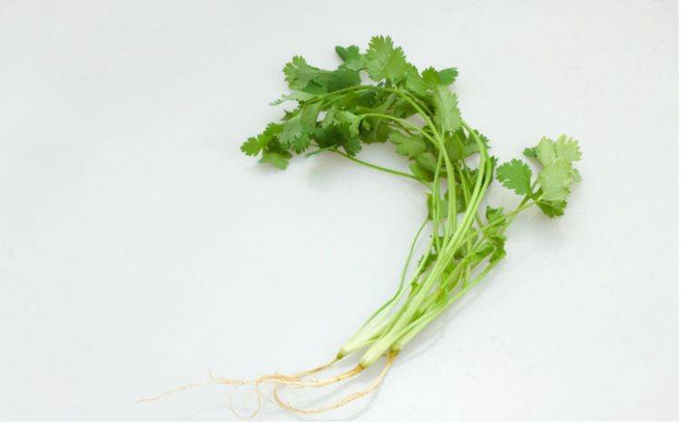 怎么种香菜芽 e4f90a40478644d288e7dcc755c5ed34.jpeg