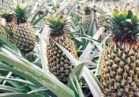 菠萝怎么种才能长得好 6768634718e74790a2d425262f803d2c.jpeg