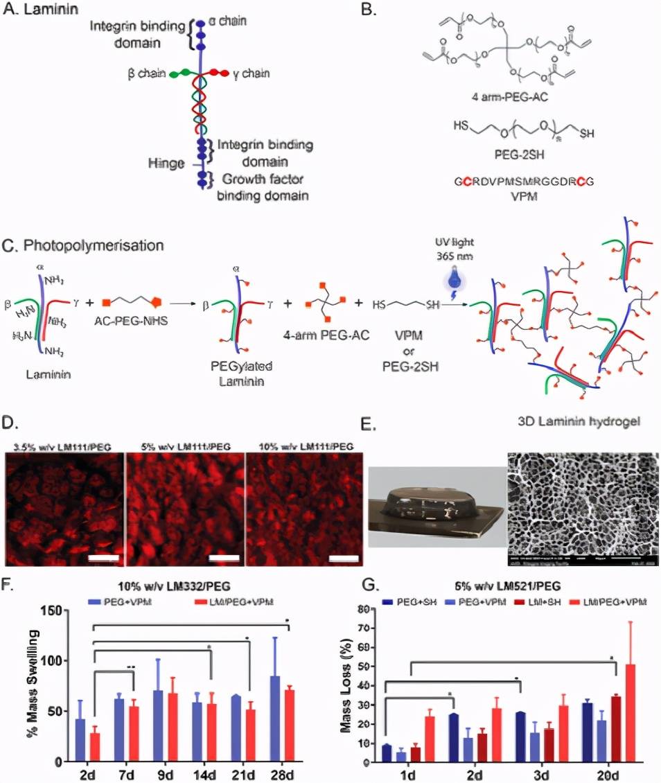 格拉斯哥大学《先进功能材料》peg水凝胶平台:掺入层粘连蛋白亚型